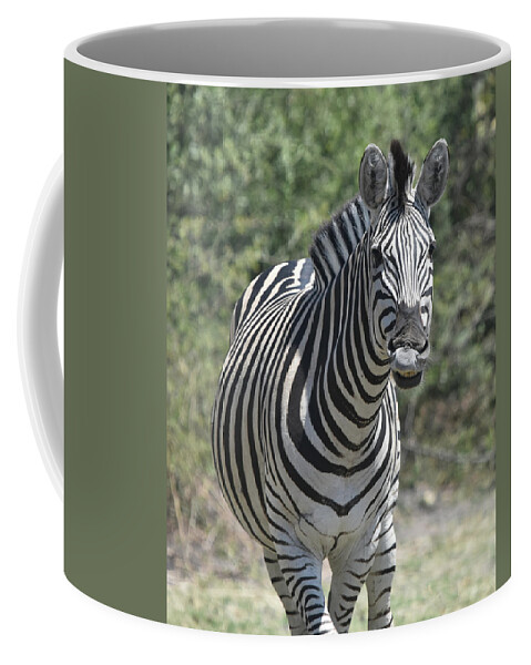 Zebra Coffee Mug featuring the photograph A Curious Zebra by Ben Foster