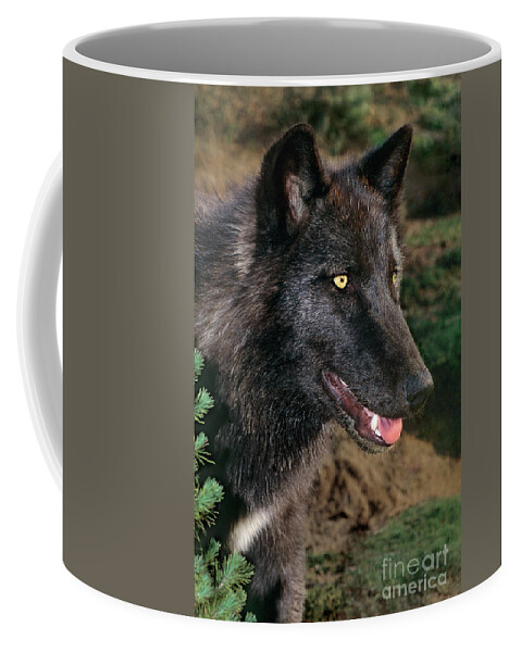 Dave Welling Coffee Mug featuring the photograph A Juvenile Gray Wolf Canis Lupus Wildlife Rescue by Dave Welling