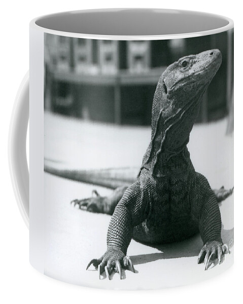 Reptiles Coffee Mug featuring the photograph A Komodo Dragon At London Zoo, August 1928 by Frederick William Bond