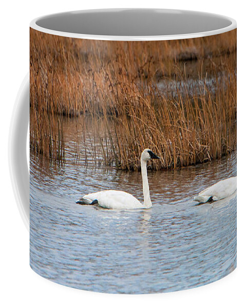 A Trio Of Swans Coffee Mug featuring the photograph A Trio of Swans by Phyllis Taylor