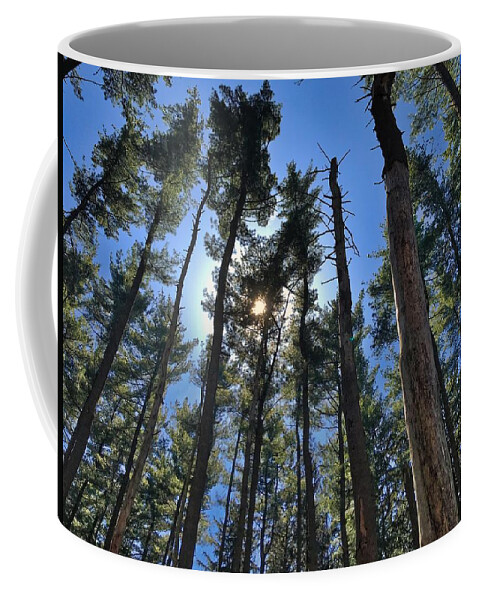  Coffee Mug featuring the photograph A Walk in the Pines by Jack Wilson