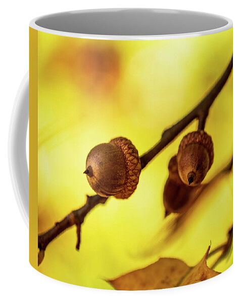 Acorns Coffee Mug featuring the photograph Nature Photography - Trees #1 by Amelia Pearn