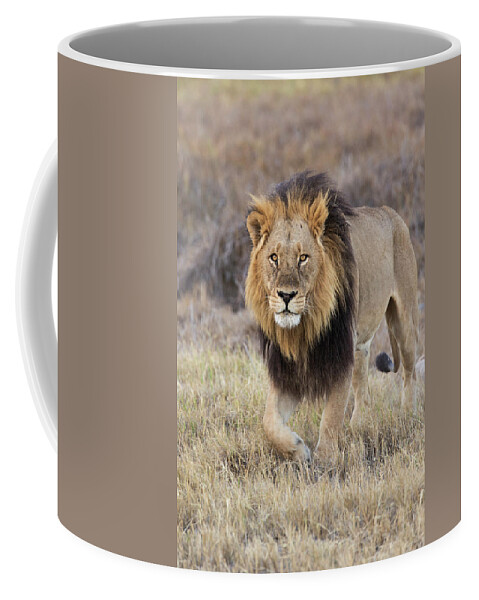 Suzi Eszterhas Coffee Mug featuring the photograph Africa Lion In The Okavango by Suzi Eszterhas