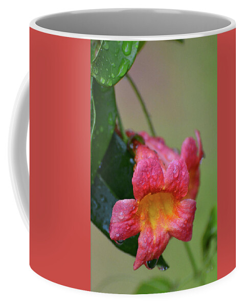 Trimpet Vine Coffee Mug featuring the photograph After the Rain by Jerry Griffin