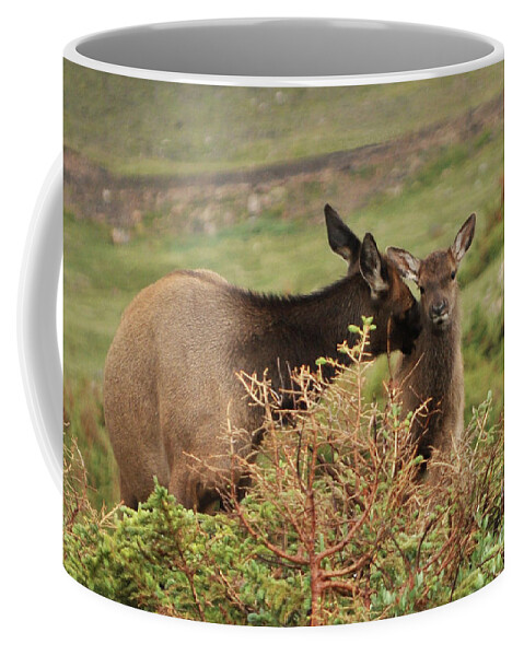 Rocky Mountain National Park Coffee Mug featuring the photograph Afternoon Grooming by Julia McHugh