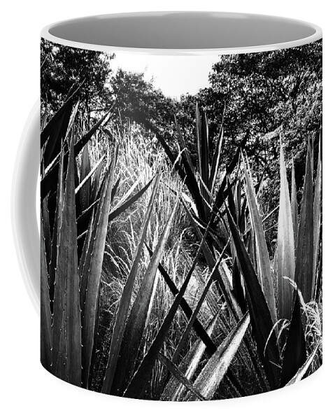 Agave Coffee Mug featuring the photograph Agave by Cassandra Buckley
