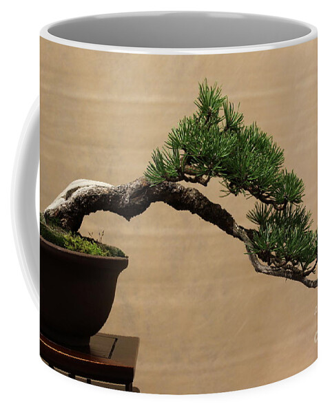 Bonsai Coffee Mug featuring the photograph Aged bonsai pine by Riccardo Mottola