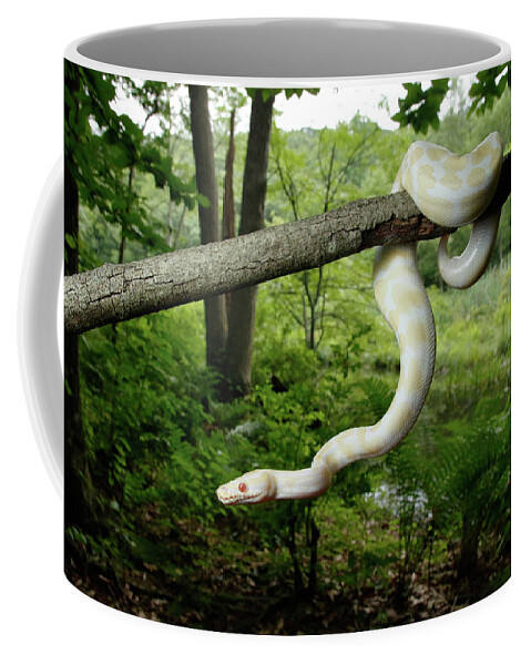 Albino Python Coffee Mug featuring the photograph Albino Ball Python Climbing Tree by David Kenny