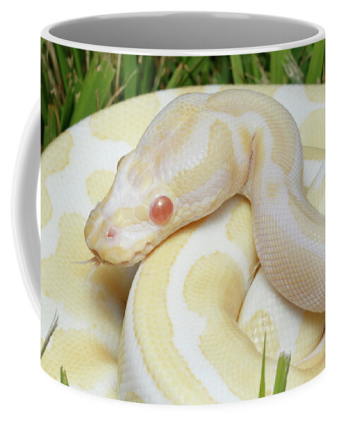 Albino Python Coffee Mug featuring the photograph Albino Ball Python In Grass by David Kenny