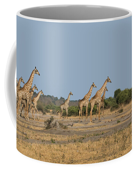 Giraffe Coffee Mug featuring the photograph Alerted Giraffes by Claudio Maioli