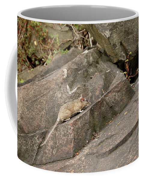 Allegheny Woodrat Coffee Mug featuring the photograph Allegheny Woodrat In Habitat by David Kenny