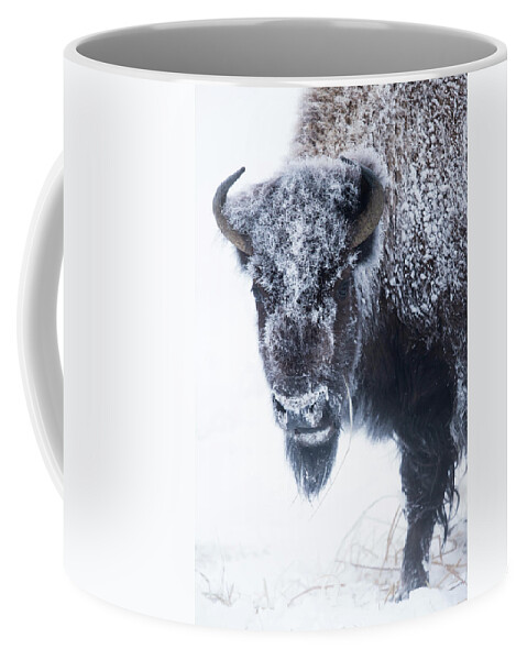 Sebastian Kennerknecht Coffee Mug featuring the photograph America Bison In Winter, Yellowstone by Sebastian Kennerknecht