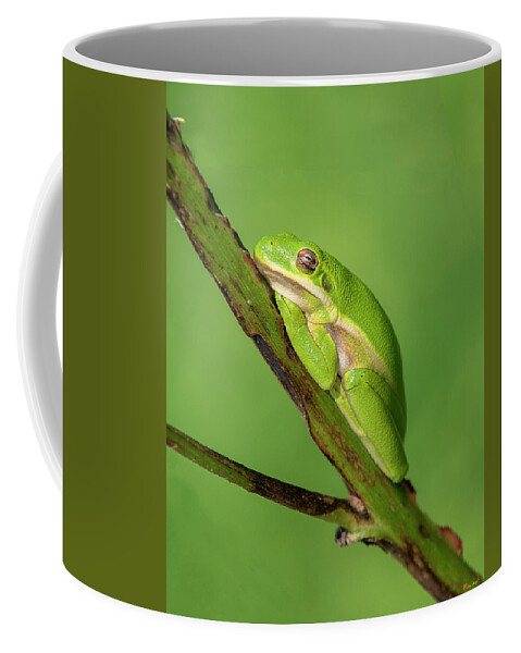 Nature Coffee Mug featuring the photograph American Green Tree Frog DAR033 by Gerry Gantt