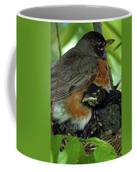 American Robin Coffee Mug featuring the photograph American Robin by Jeff Phillippi
