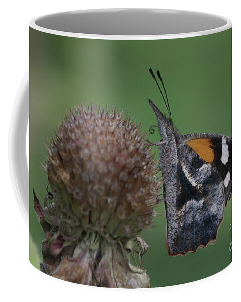 American Snout Butterfly Coffee Mug featuring the photograph American Snout Butterfly on Bee Balm Seed Head by Robert E Alter Reflections of Infinity