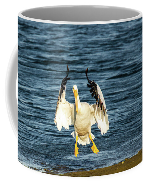 America White Pelican Coffee Mug featuring the photograph American White Pelican by Donald Pash