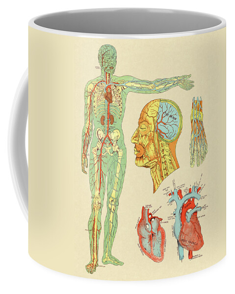Anatomical Coffee Mug featuring the drawing Anatomy of Veins and Arteries by CSA Images