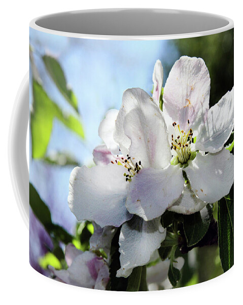 Flowers Coffee Mug featuring the photograph Apple Blossoms by John Lautermilch