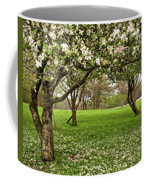 Spring Coffee Mug featuring the photograph Apple Orchard by Minnie Gallman