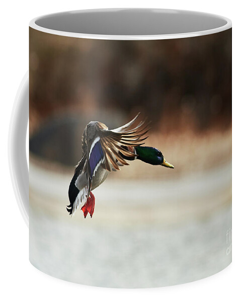 Ducks Coffee Mug featuring the photograph Approaching by Robert WK Clark