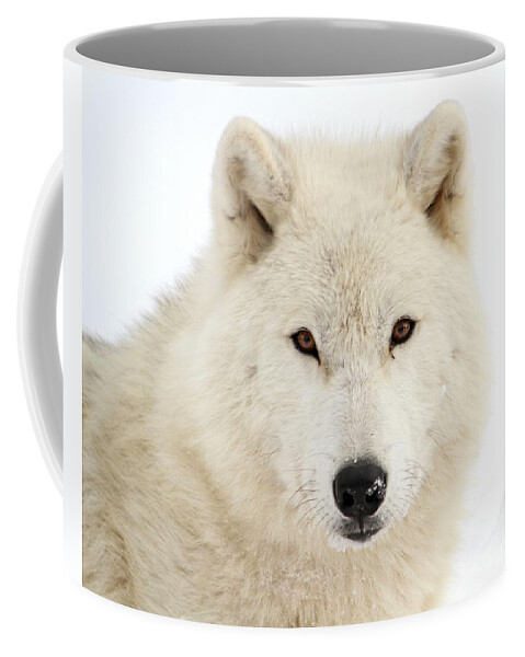 Arctic Wolf Coffee Mug featuring the photograph Arctic Wolf Close Up by Heather King