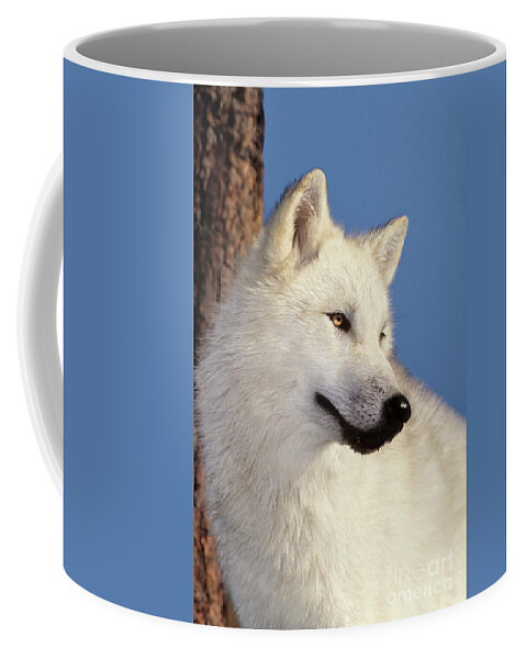 Arctic Wolf Coffee Mug featuring the photograph Arctic Wolf Portrait wildlife rescue by Dave Welling