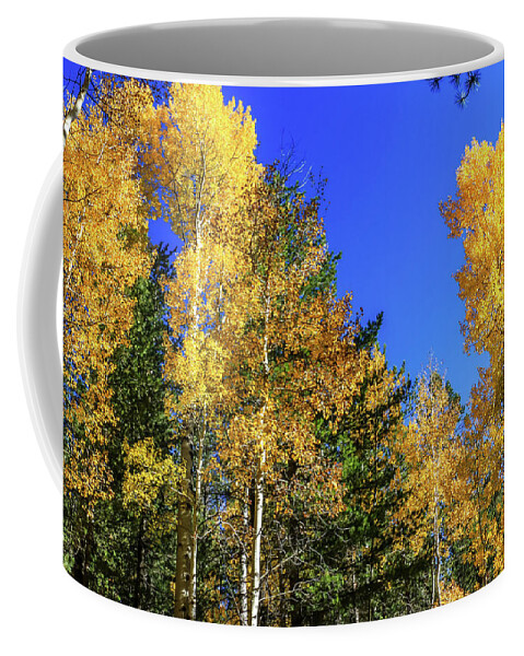 Arizona Coffee Mug featuring the photograph Arizona Aspens in Fall 1 by Dawn Richards