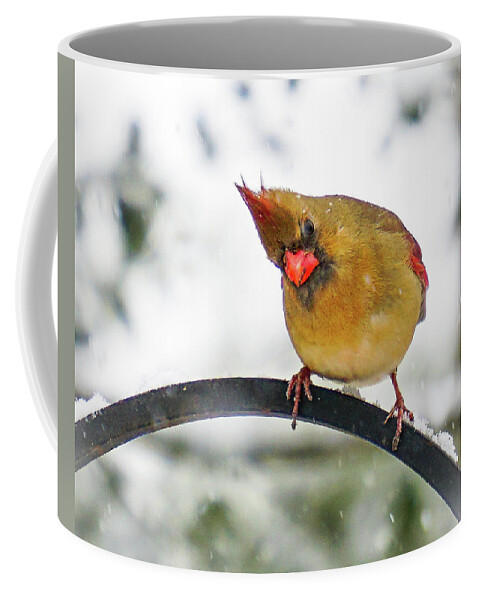 Cardinal Coffee Mug featuring the photograph Askance by Tana Reiff