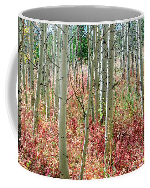 Tall Coffee Mug featuring the photograph Aspen Tree Trunks and Burning Reds by James BO Insogna