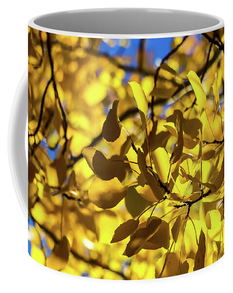 Arizona Coffee Mug featuring the photograph Aspens Up Close by Dawn Richards