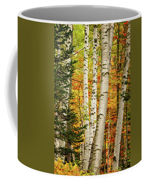 Autumn Coffee Mug featuring the photograph Autumn Birch by Jeff Sinon