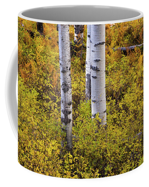 America Coffee Mug featuring the photograph Autumn Contrasts by John De Bord