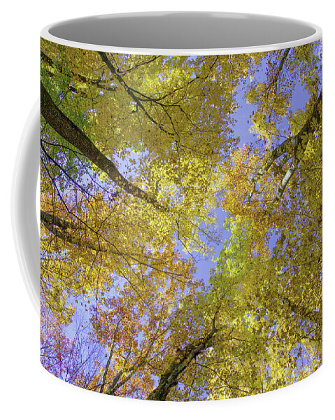 Nunweiler Coffee Mug featuring the photograph Autumn Leaves by Nunweiler Photography