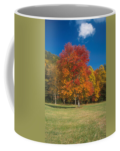 Autumn Coffee Mug featuring the photograph Autumn Maples by David Hosking