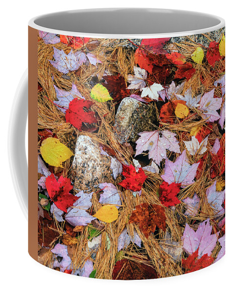Jeff Foott Coffee Mug featuring the photograph Autumn Needles And Maple Leaves by Jeff Foott