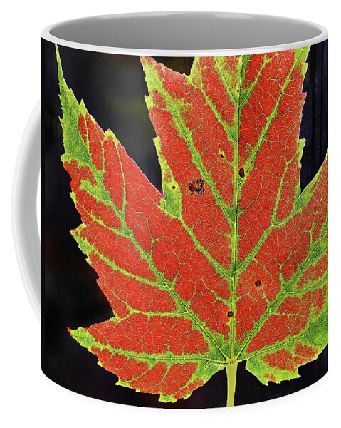 Fall Leaf Coffee Mug featuring the photograph Autumn Neon by Kathi Mirto