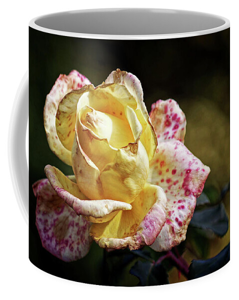 Rose Coffee Mug featuring the photograph Autumn Rose by Cameron Wood