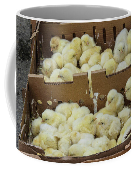 Baby Coffee Mug featuring the photograph Baby chicks by Steve Estvanik