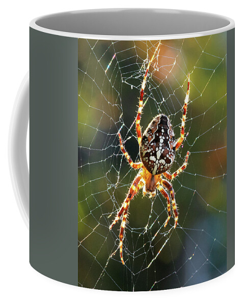 Spider Coffee Mug featuring the photograph Backyard Spider by Patrick Campbell