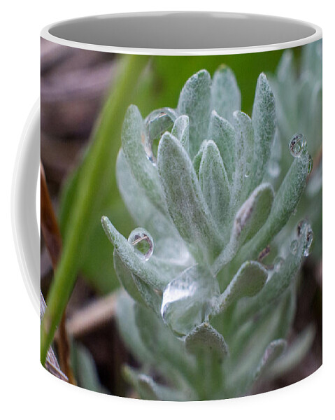 Flower Coffee Mug featuring the photograph Balancing Act by Ivars Vilums