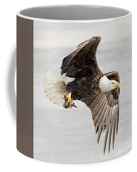 Bird Coffee Mug featuring the photograph Bald Eagle with Fish by Dennis Hammer