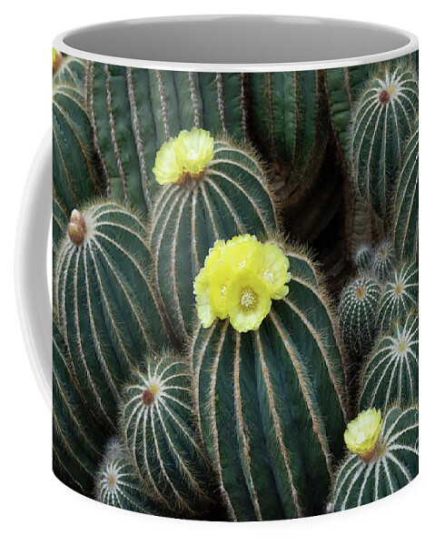 Parodia Magnifica Coffee Mug featuring the photograph Ball Cactus in Flower by Tim Gainey