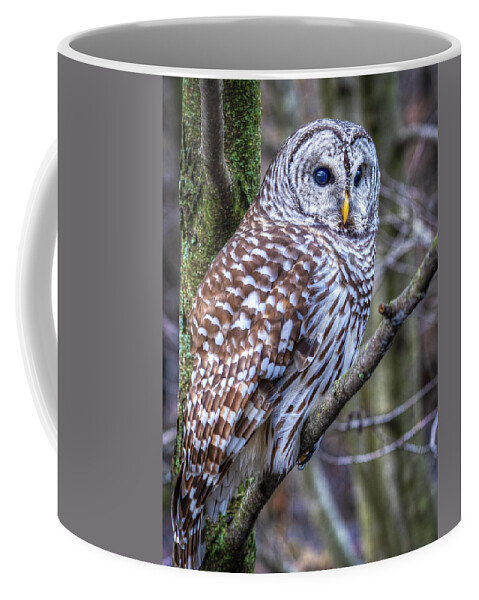 Barred Owl Coffee Mug featuring the photograph Barred Owl by Brad Bellisle