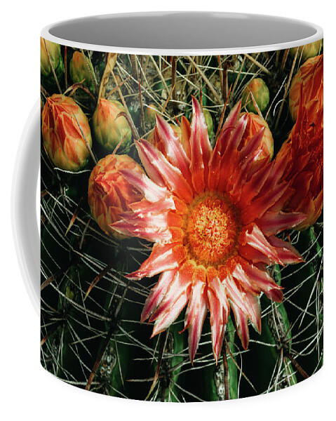 Cactus Coffee Mug featuring the photograph Barrel Bloom 2 by Melisa Elliott
