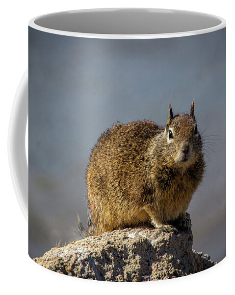 Beach Squirrel Coffee Mug featuring the photograph Beach Squirrel by Donald Pash