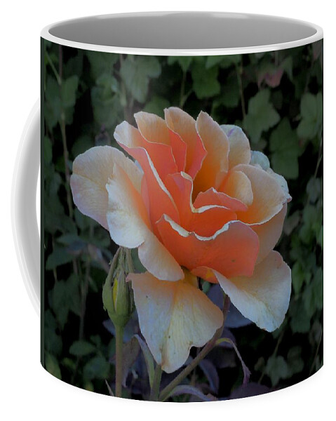 Botanical Coffee Mug featuring the photograph Beautiful Gold Rose by Richard Thomas