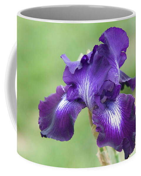 Jenny Rainbow Fine Art Photography Coffee Mug featuring the photograph Beauty of Irises. Winners Circle 2 by Jenny Rainbow