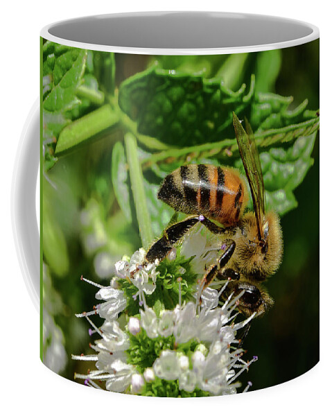 Linda Brody Coffee Mug featuring the photograph Bee on Blooming White Spike Flowers 3 by Linda Brody