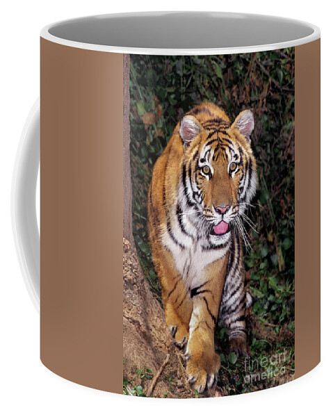 Bengal Tiger Coffee Mug featuring the photograph Bengal Tiger by Tree Endangered Species Wildlife Rescue by Dave Welling