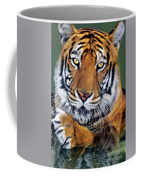 Bengal Tiger Coffee Mug featuring the photograph Bengal Tiger Portrait Endangered Species Wildlife Rescue by Dave Welling